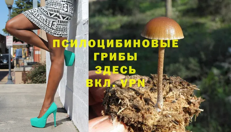 Галлюциногенные грибы Cubensis  hydra маркетплейс  Дно  купить наркотики сайты 